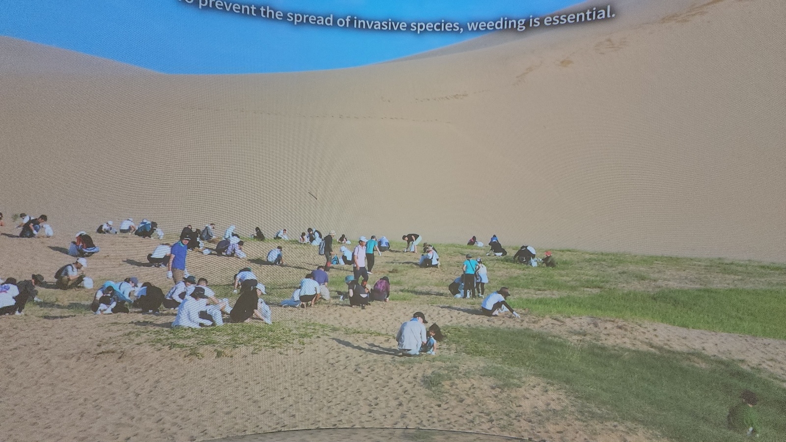 ボランティア除草の様子