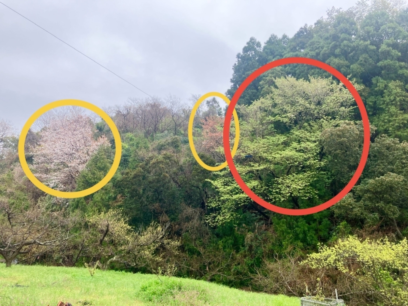 ３月の紀南の山