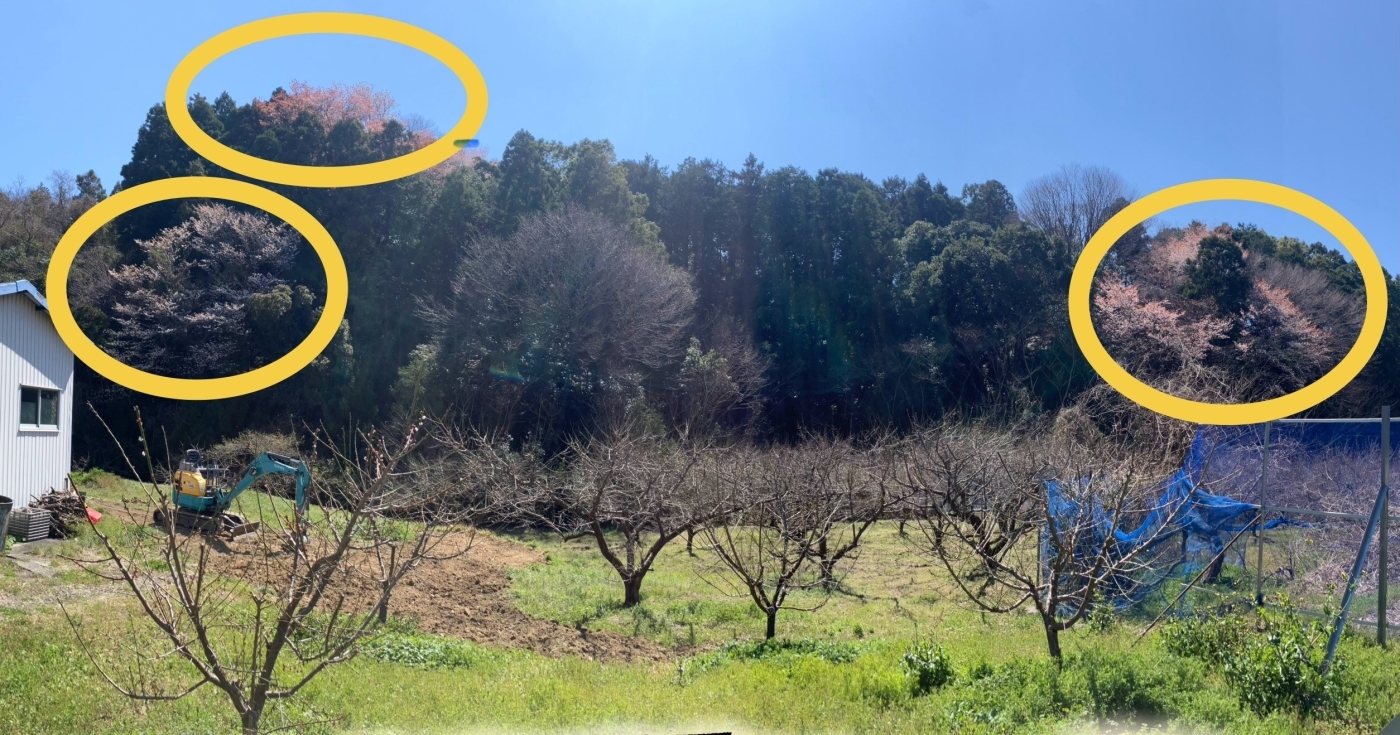 ３月の紀南の山