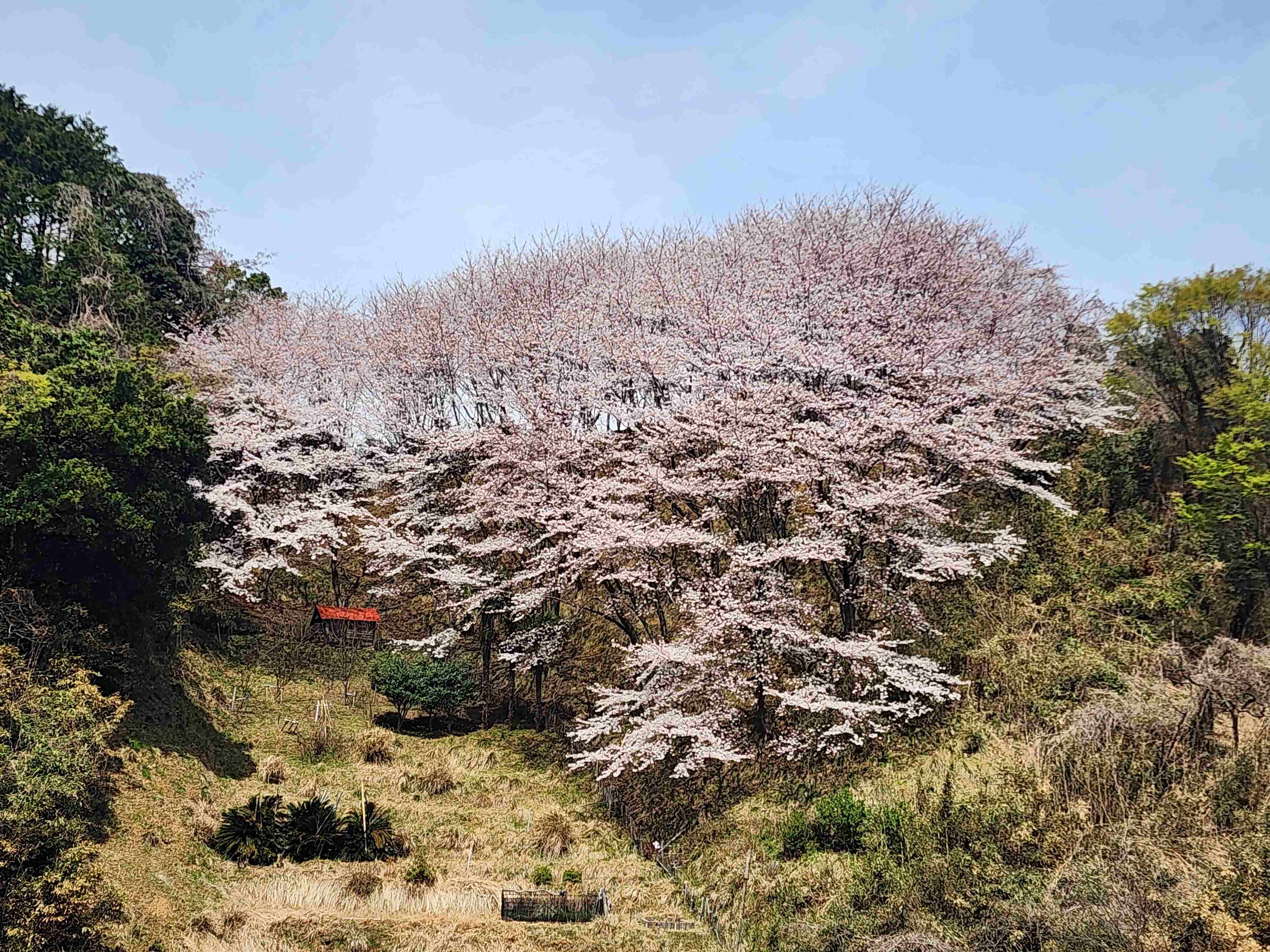 段々畑跡の桜