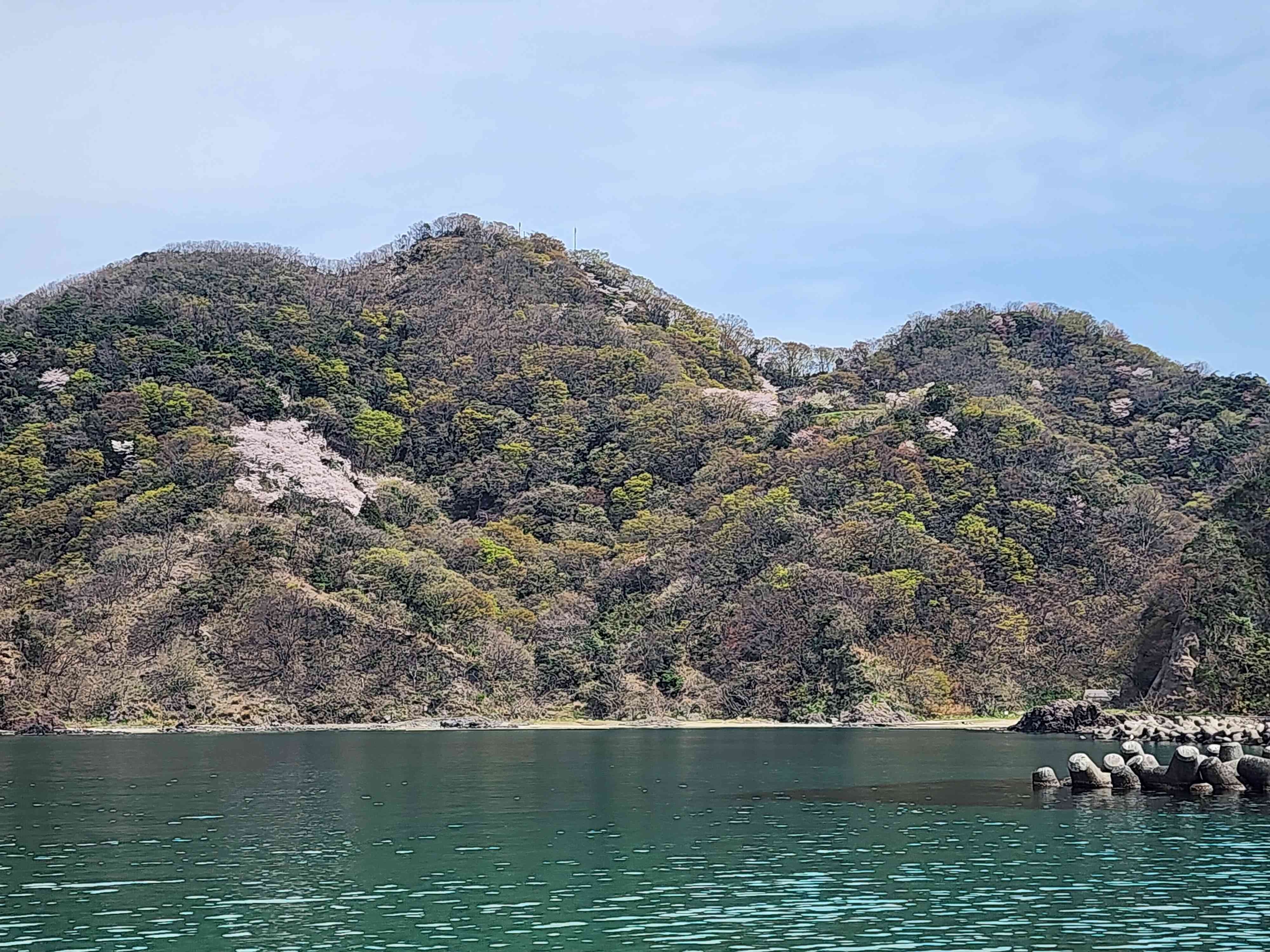 諸寄港からみる城山と桜