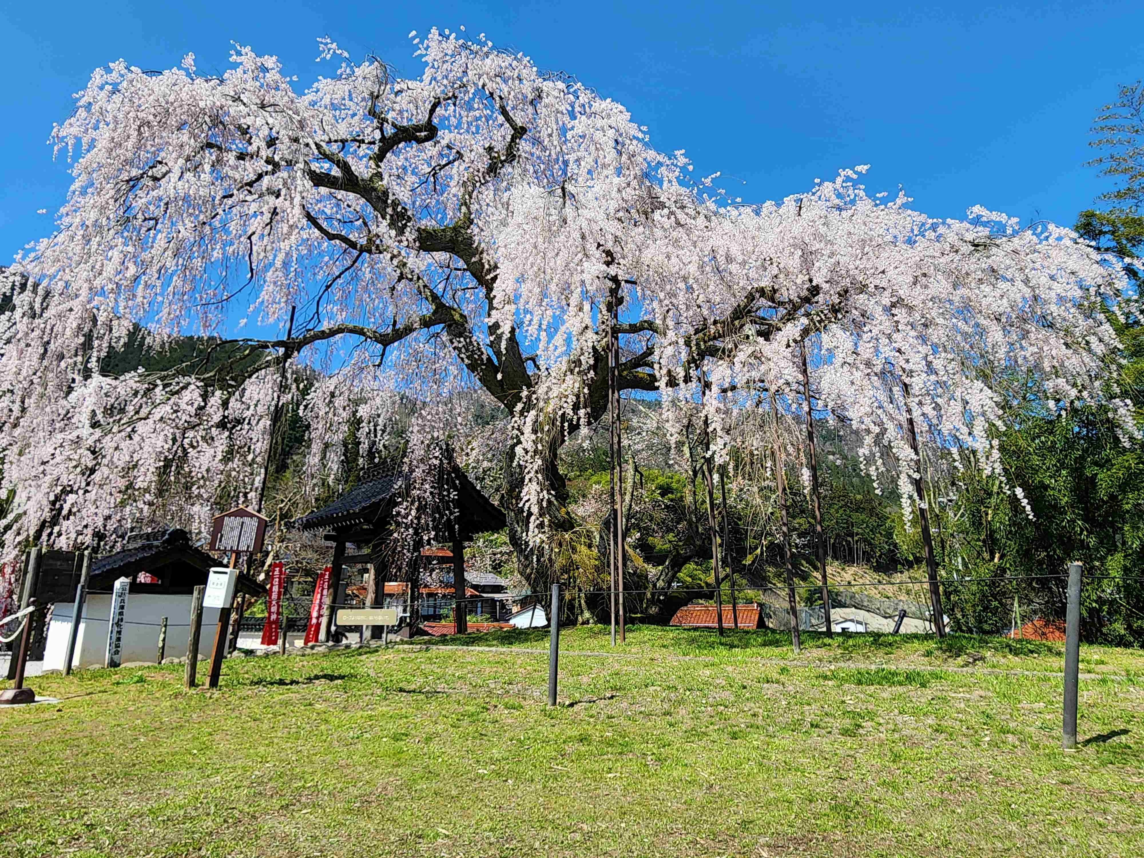 新温泉町泰雲寺の枝垂れ桜