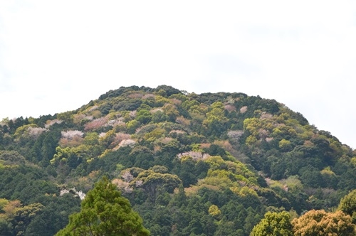 色とりどりの権現山