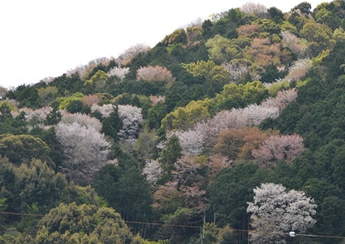 山桜がきれいな山