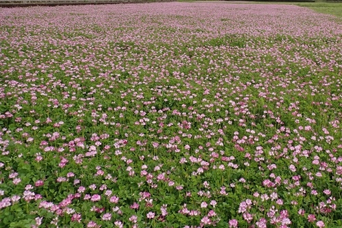 レンゲが広がる水田