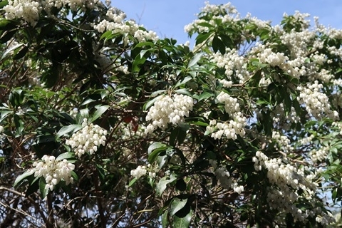 白い鈴なりの馬酔木の花