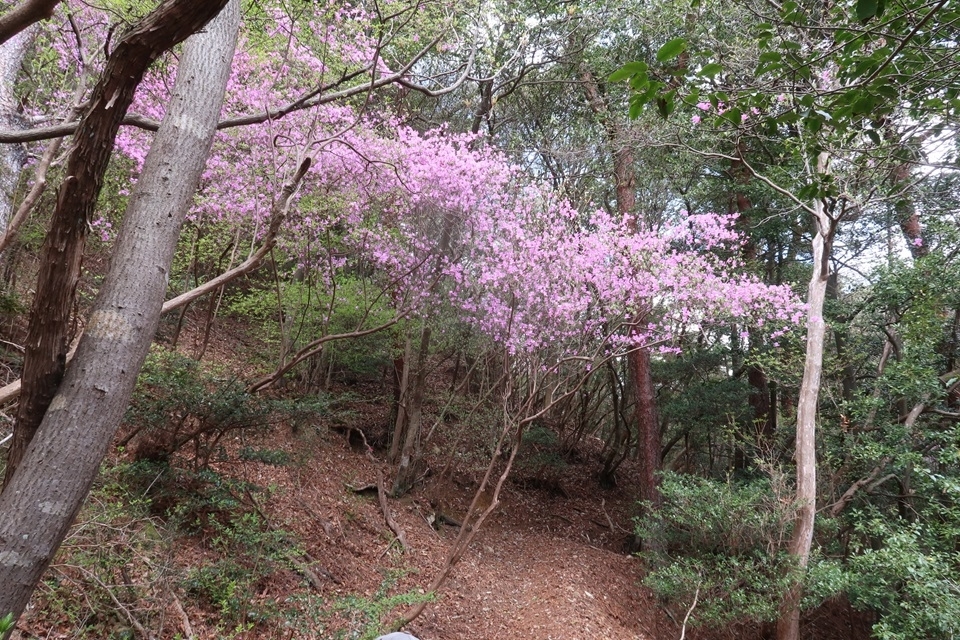 ピンク色の花をつける低木コバノミツバツツジ