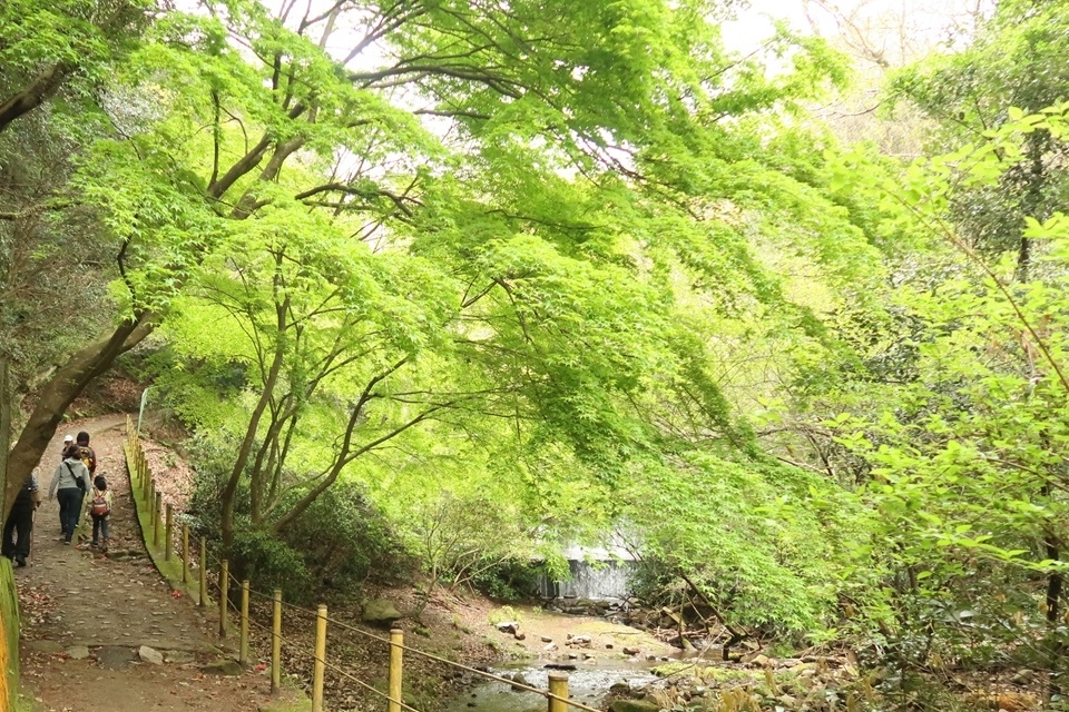 カエデ科の新緑と青谷川