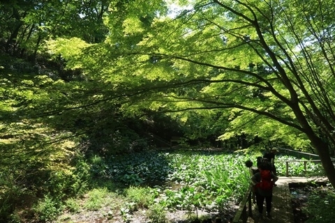 摩耶自然公園に整備された歩道とあじさい池