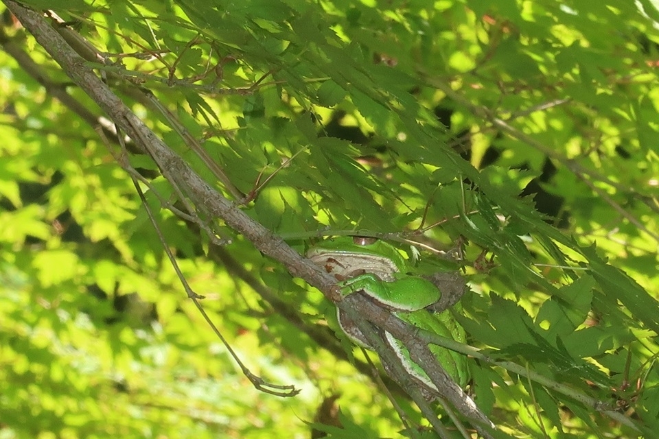 木の枝に乗るモリアオガエルの様子