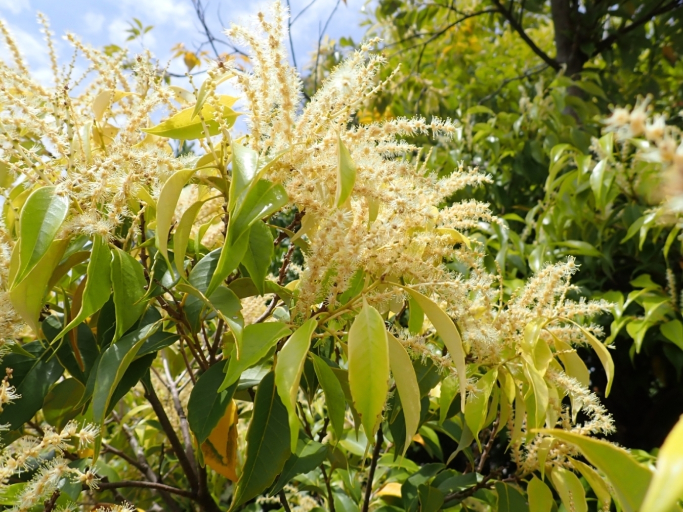 春の花