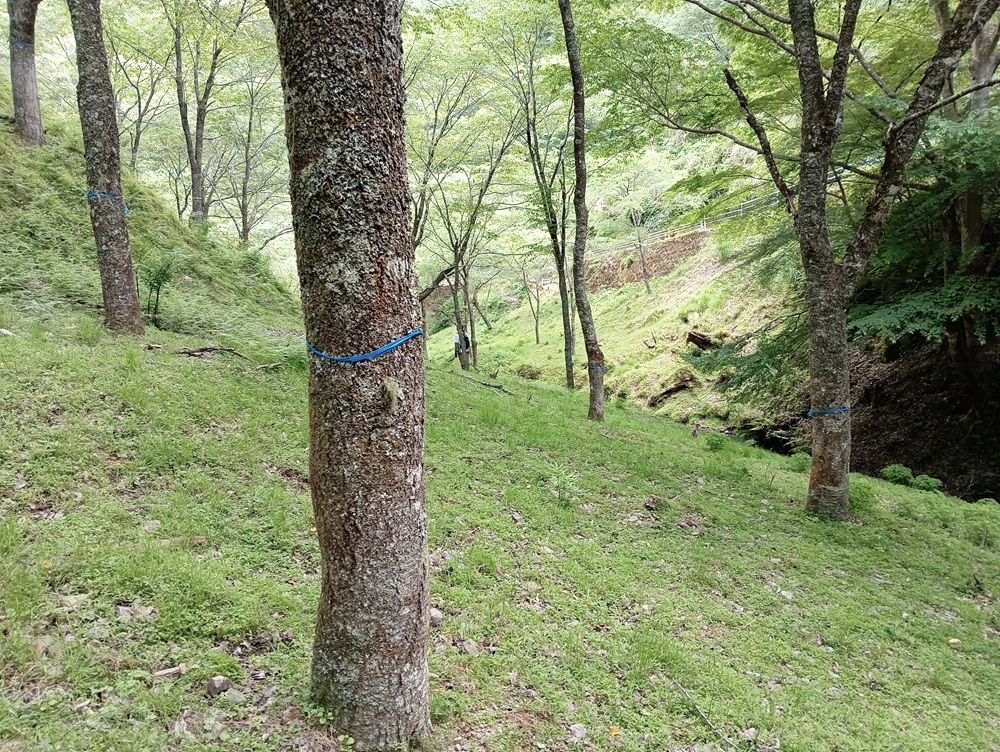 青いテープが巻かれた木々