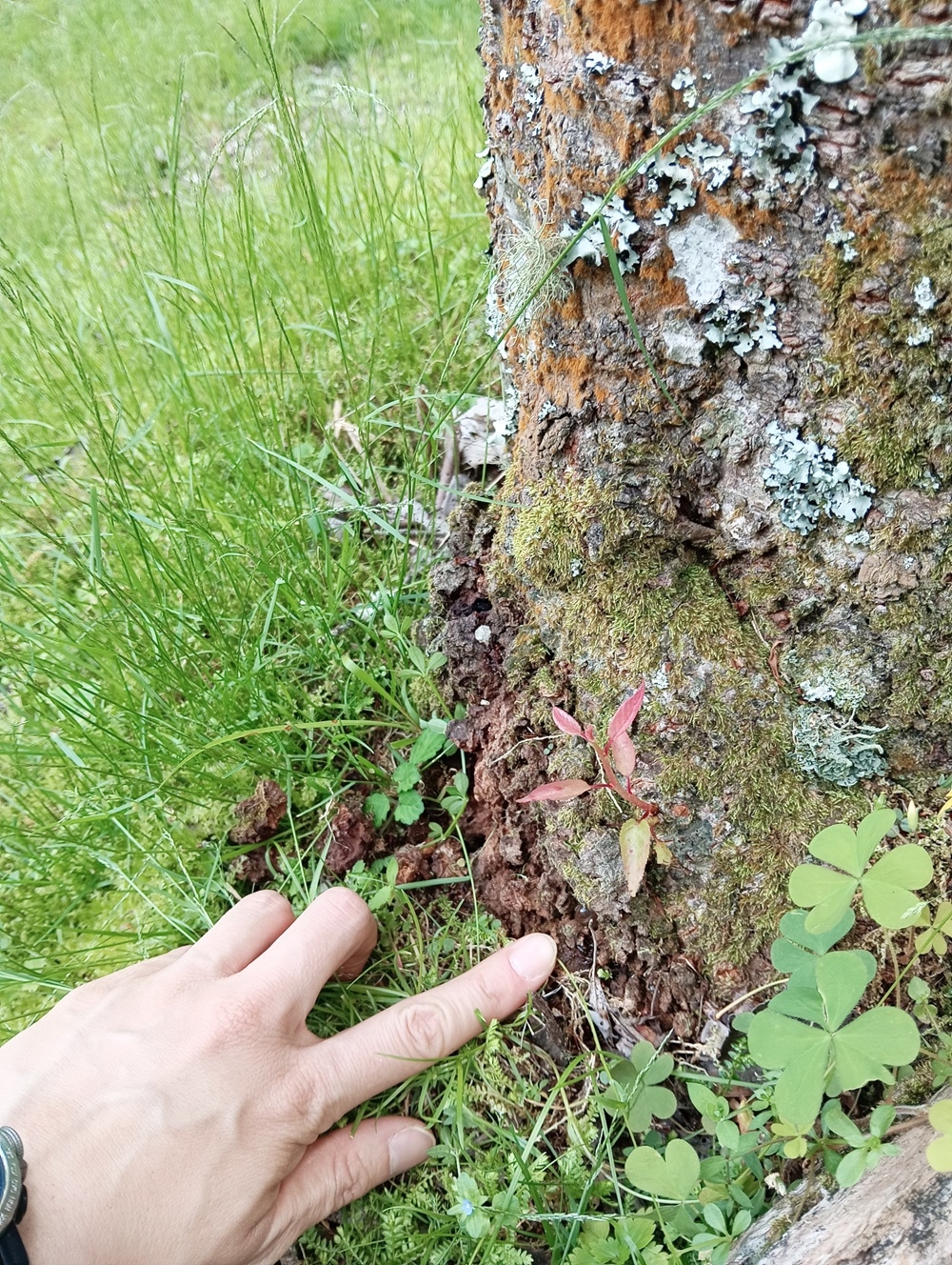 少量のフラスと樹液が出ていた木