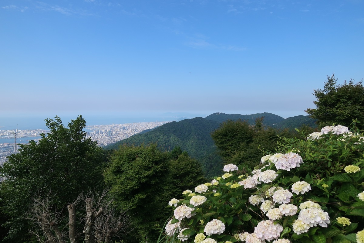アジサイと、展望台から望む瀬戸内海の景色