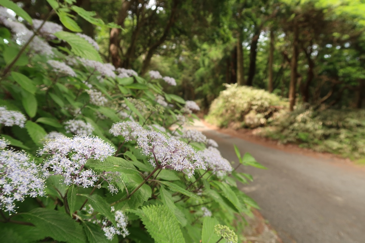 登山道と、その道沿いに咲くコアジサイ