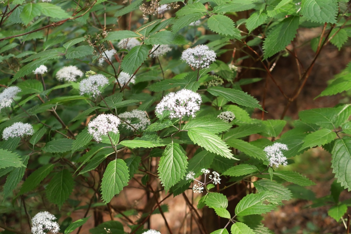 小ぶりなコアジサイの花