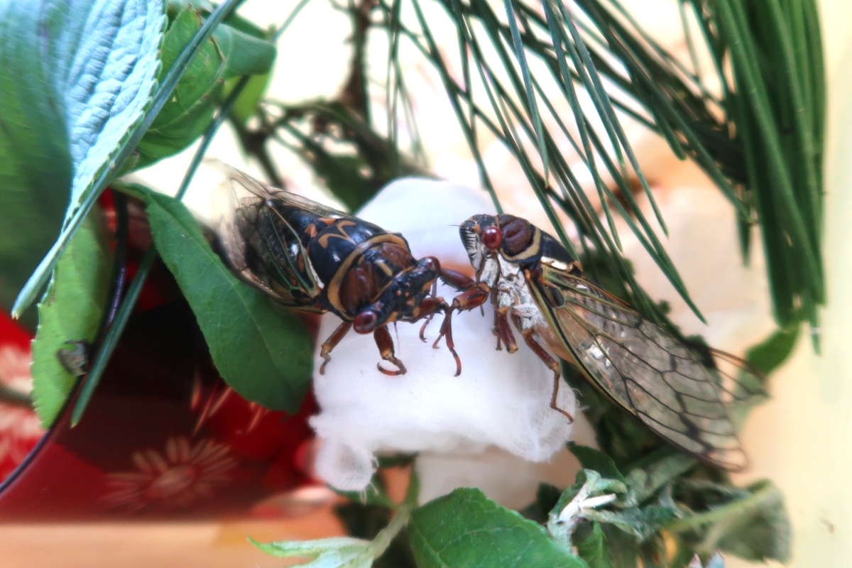 エゾゼミ（成虫）胸部の黄色い模様が特徴