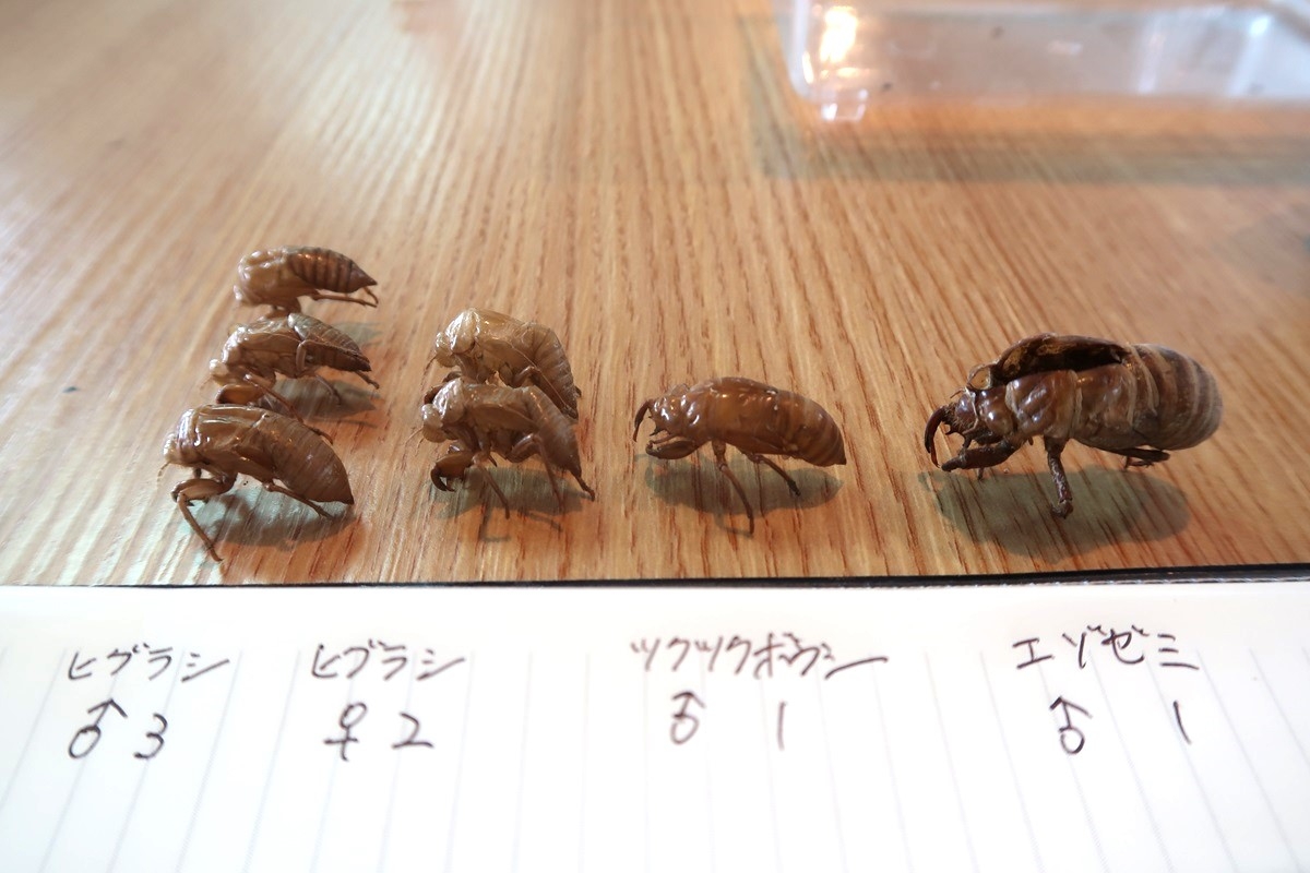 他セミよりエゾゼミの抜け殻が大きい