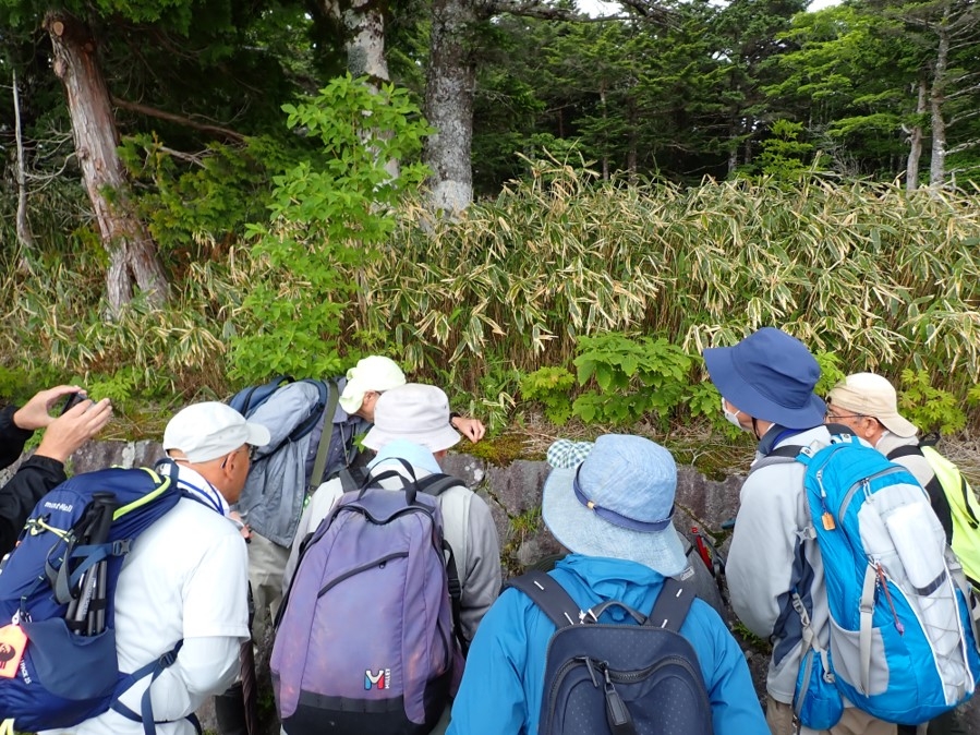 岩に着生した苔を観察している様子
