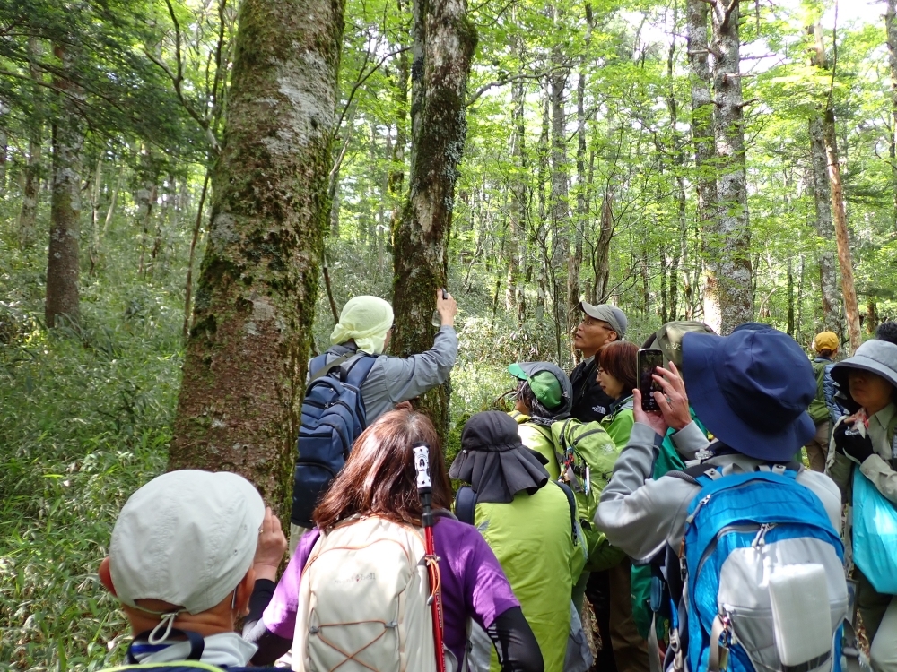 木に着生した苔を観察している様子