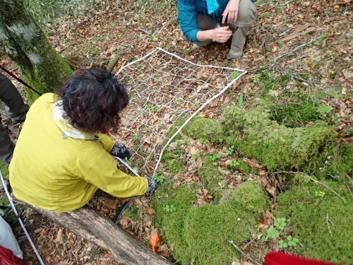 植生回復状況調査の様子