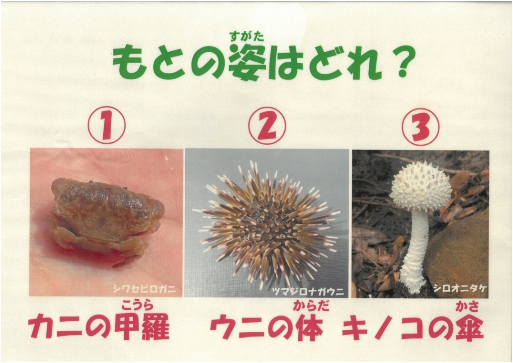 漂着物クイズ