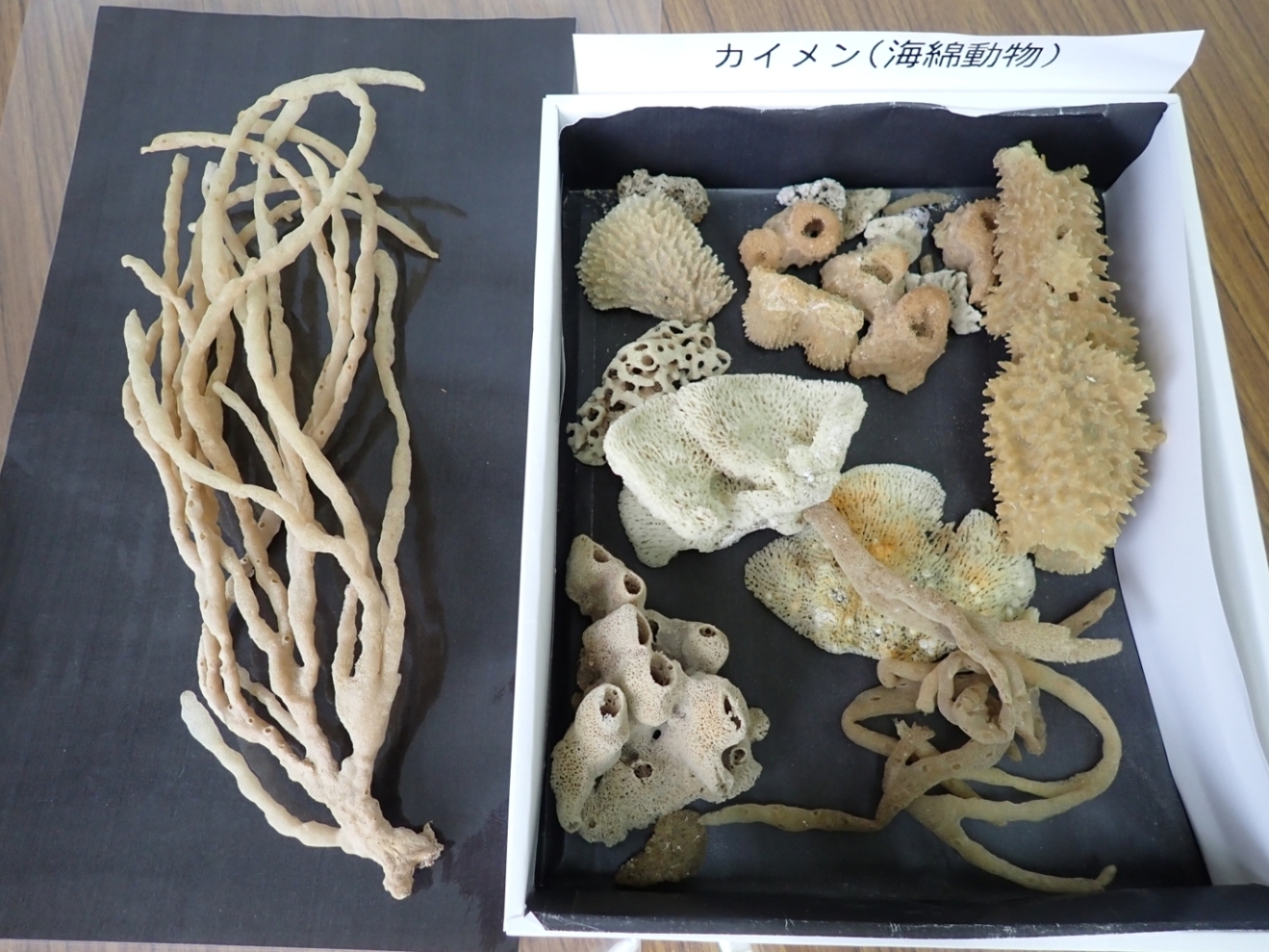 海岸で拾ったカイメン