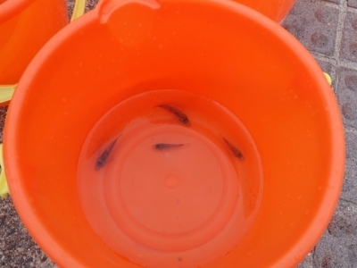 バケツに入ったカサゴの稚魚