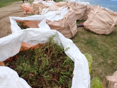 除草されたコマツヨイグサ