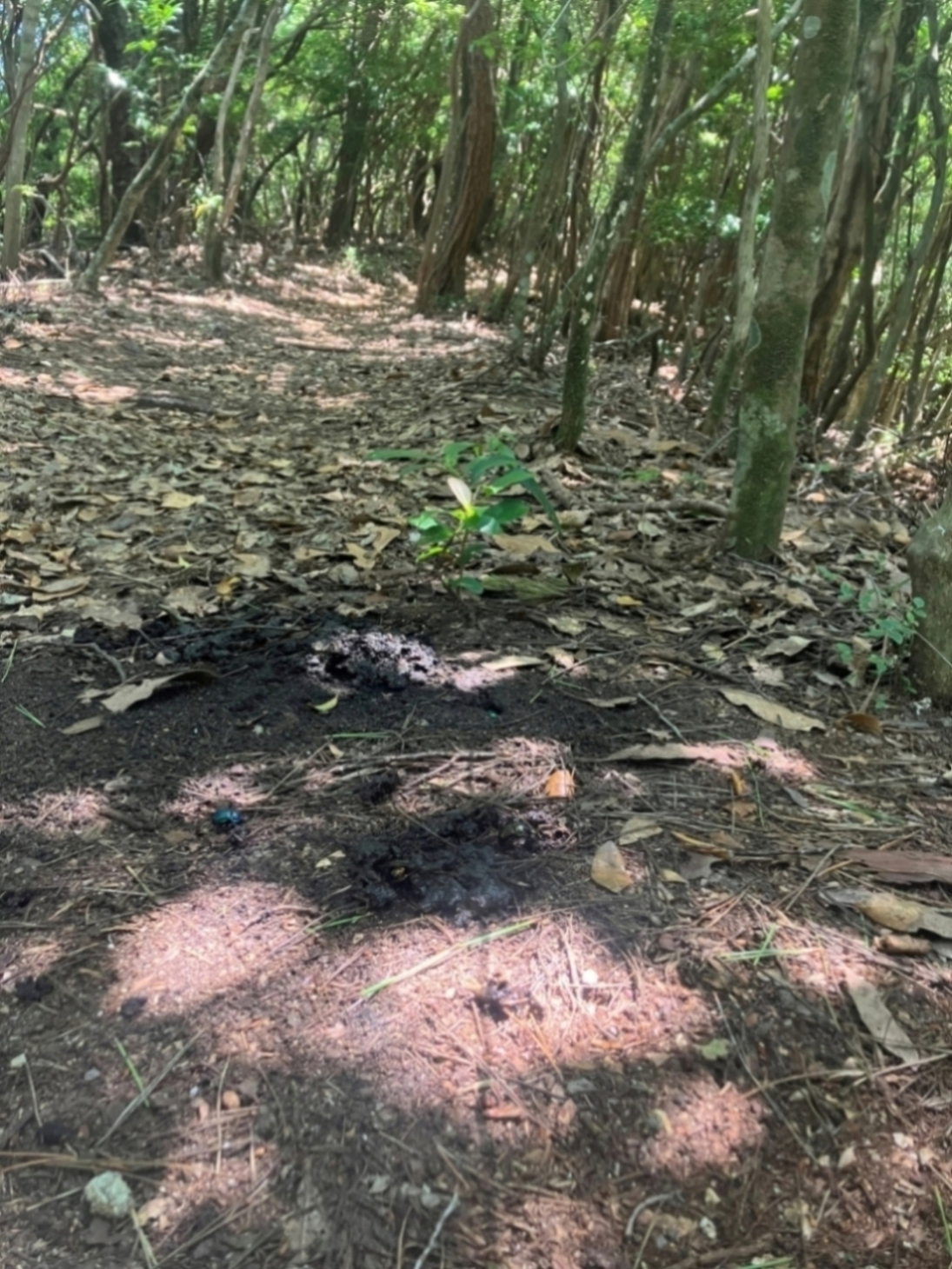 登山道脇のタヌキのためふん