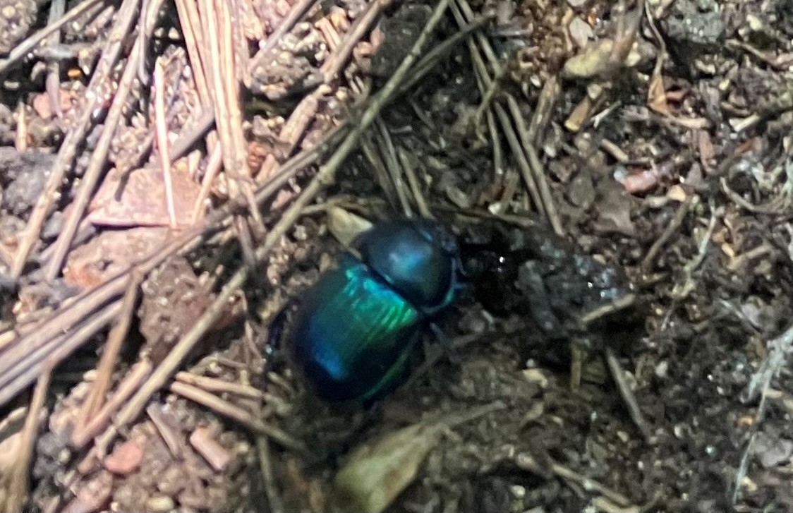 ためふんに集まったルリセンチコガネ