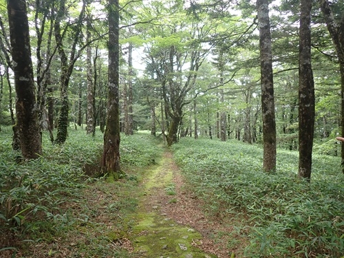 森の中の遊歩道