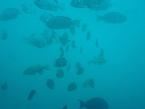 魚の群れ