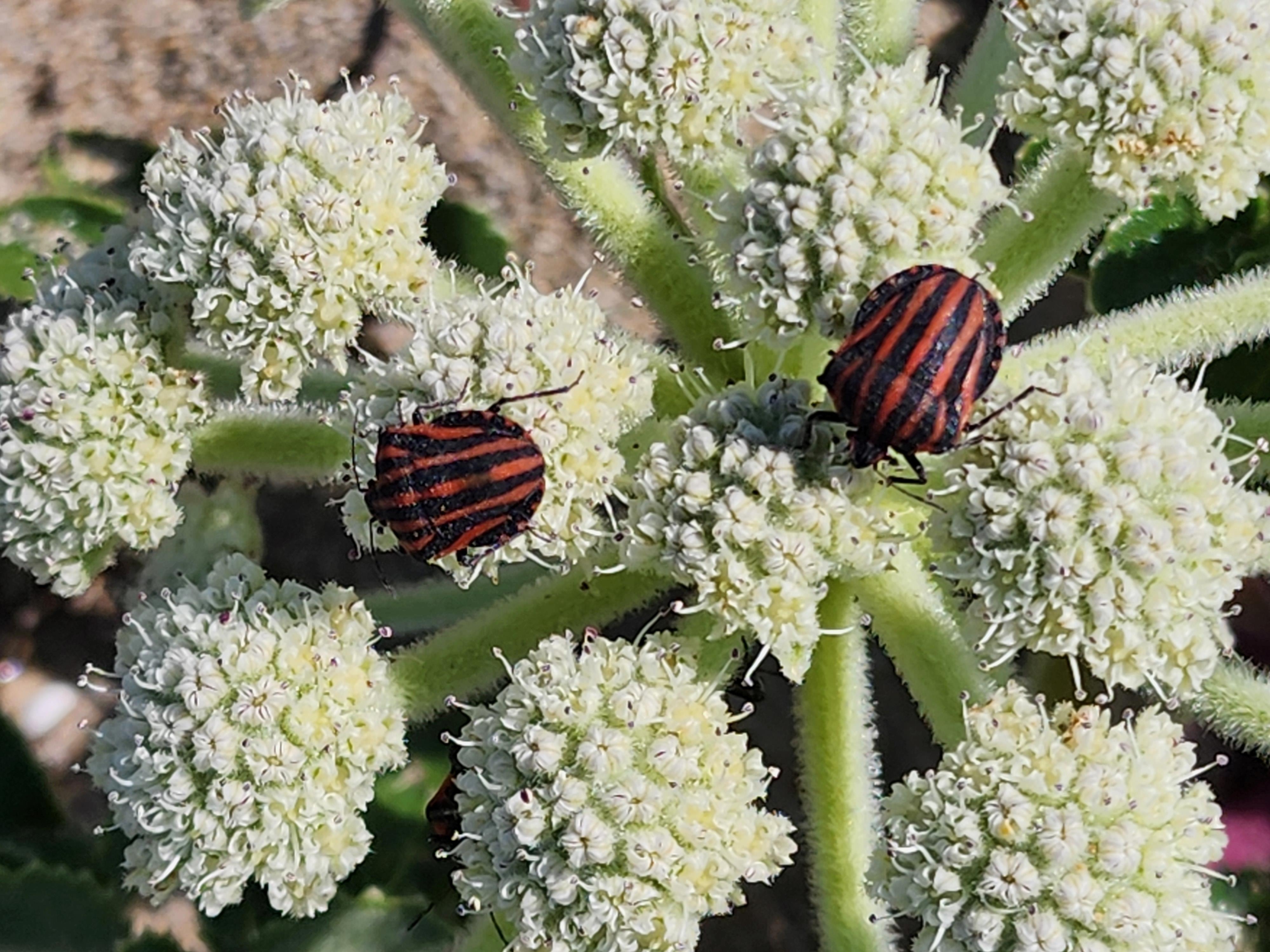 ハマボウフウの蜜を吸うアカスジカメムシ