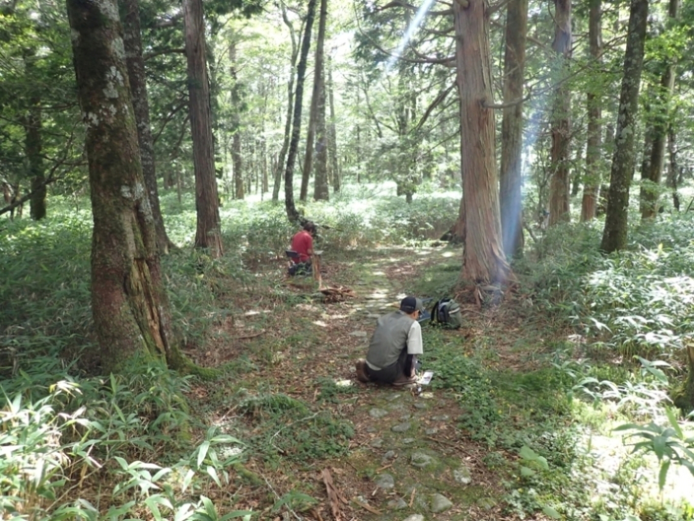 苔探勝路