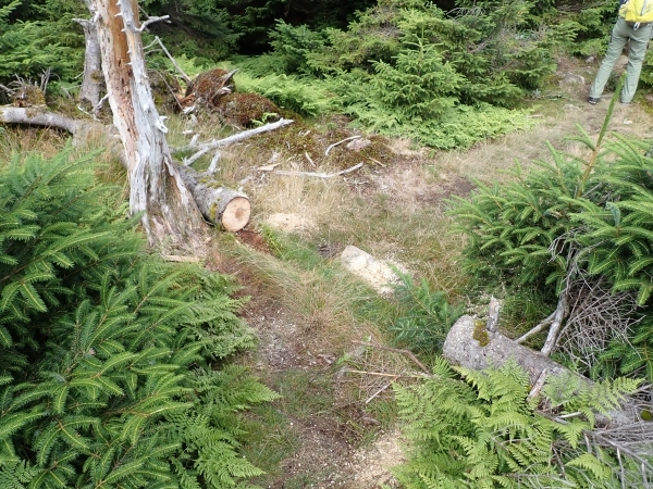 登山道の倒木除去後