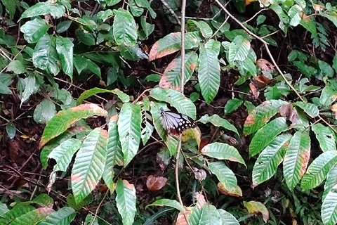 下見の際に飛んできたアサギマダラ