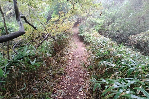 細く傾斜の強い登山道が続く