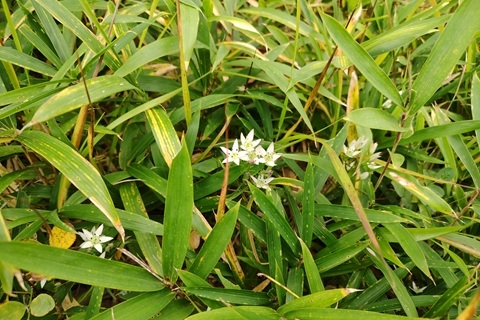 草原に咲いている白い花センブリ