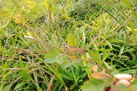草原に生息していたツチイナゴ