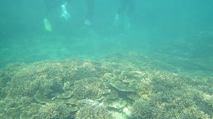 サンゴ群集