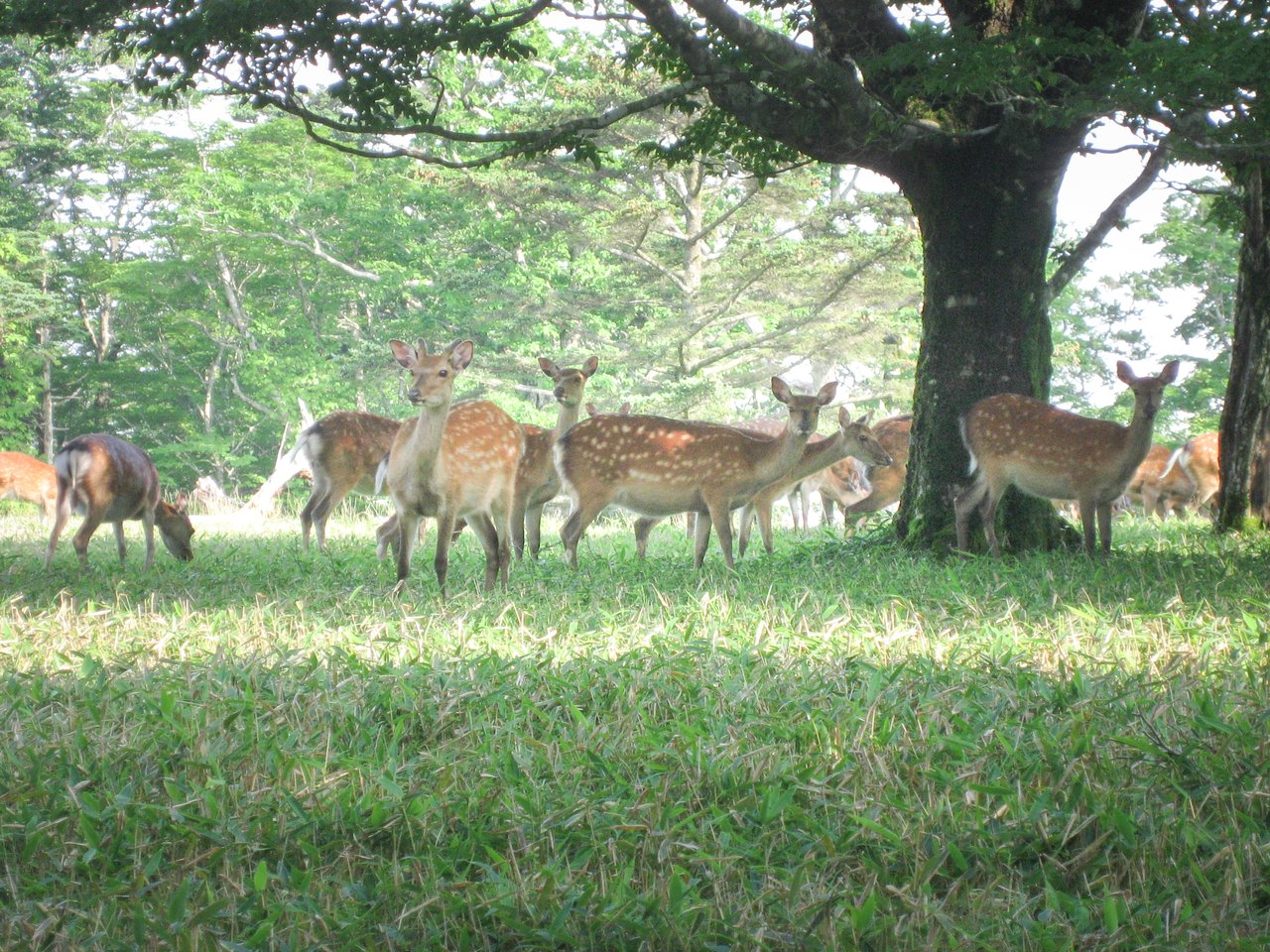 ニホンジカの群れの写真