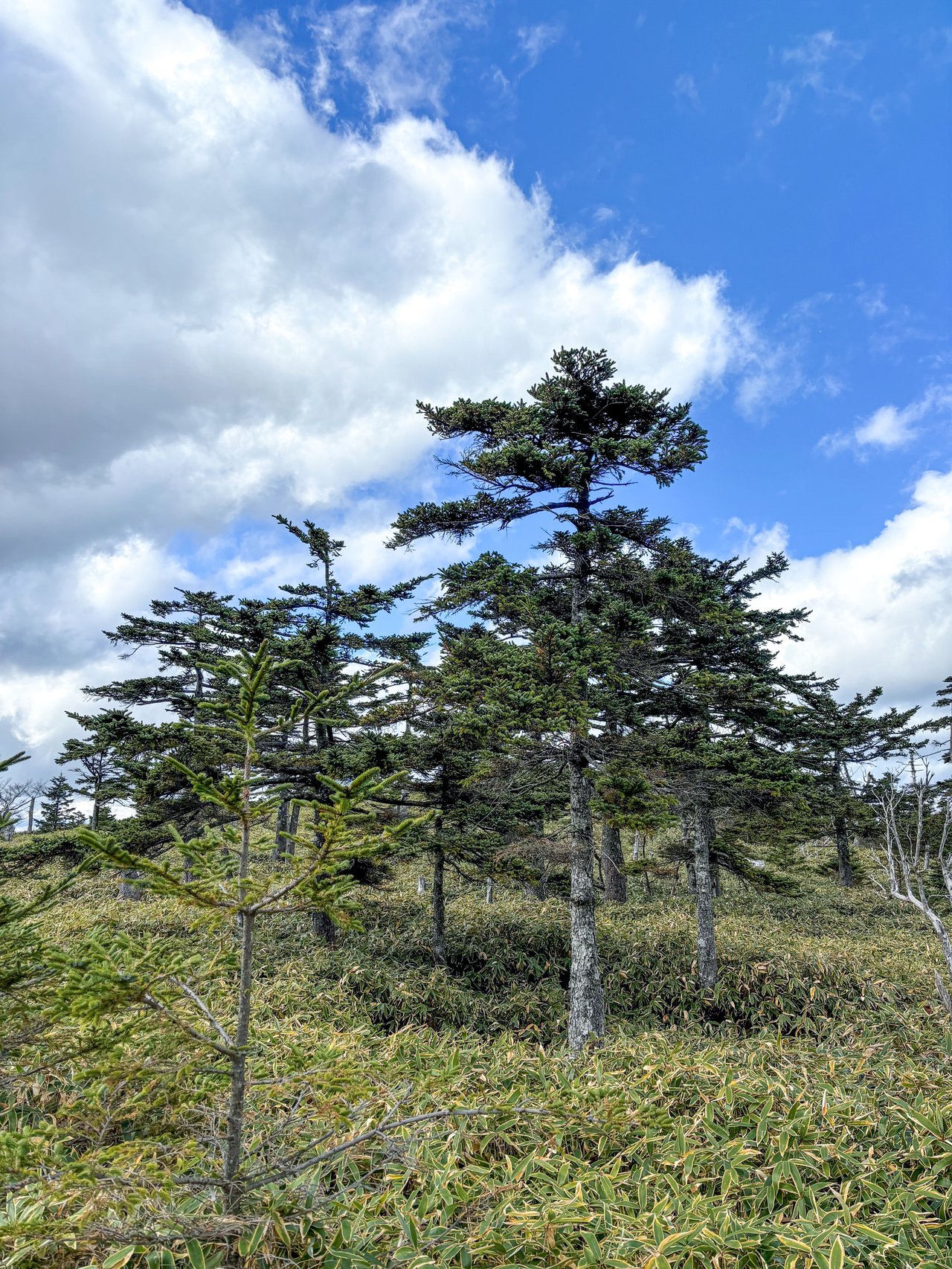 東大台のトウヒ林の写真