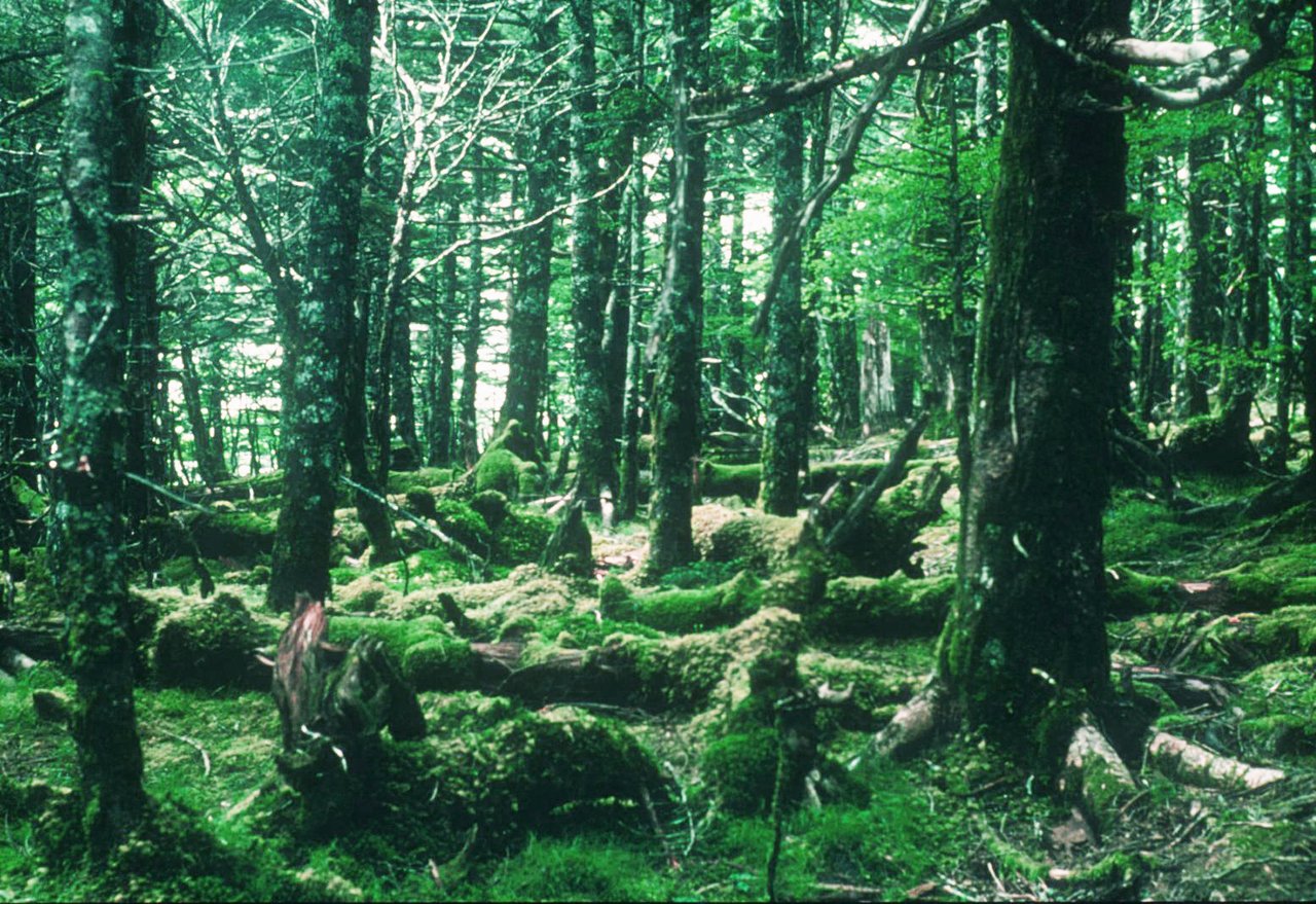 昭和38(1963)年当時の正木峠。苔むした鬱蒼とした森が広がっている。写真提供：菅沼孝之