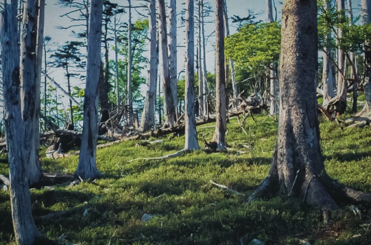 平成9(1997)年当時の正木峠。コケがなくなり、ササで覆われ、立ち枯れた木々が多く残っている。写真提供：菅沼孝之