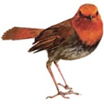 コマドリの写真