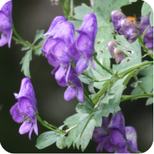 植物（草本）のページへ