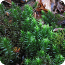 蘚苔類・シダ類のページへ
