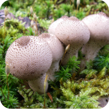 菌類のページへ