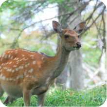 哺乳類のページへ